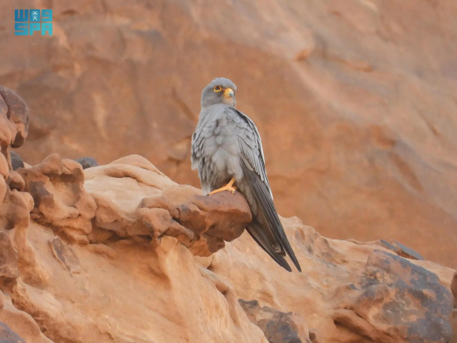 اليؤيؤ يعود إلى الواجهة.. لقطة نادرة تكشف ثراء الحياة البرية في محمية الملك سلمان