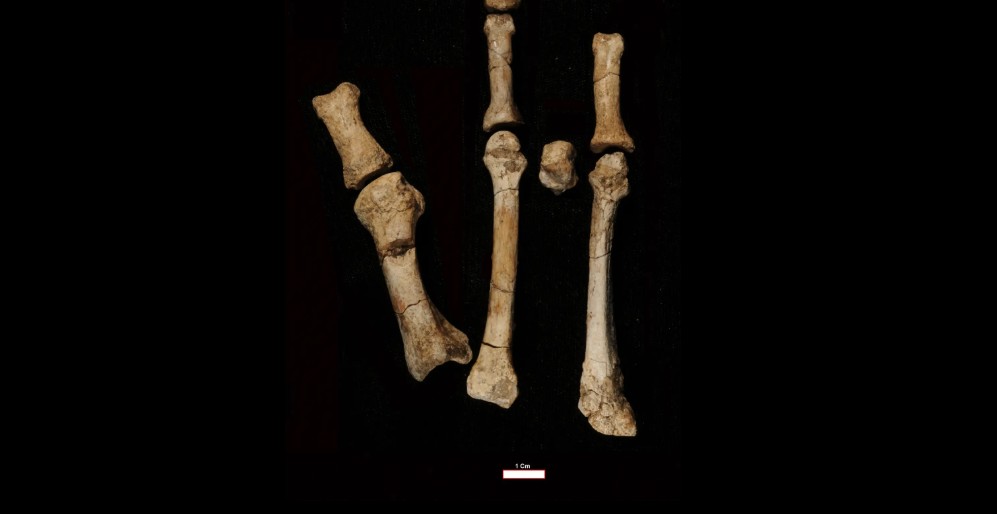 بعد 15 عامًا من الغموض.. العلماء يحسمون هوية القدم المتحجرة الأغرب في تاريخ إفريقيا