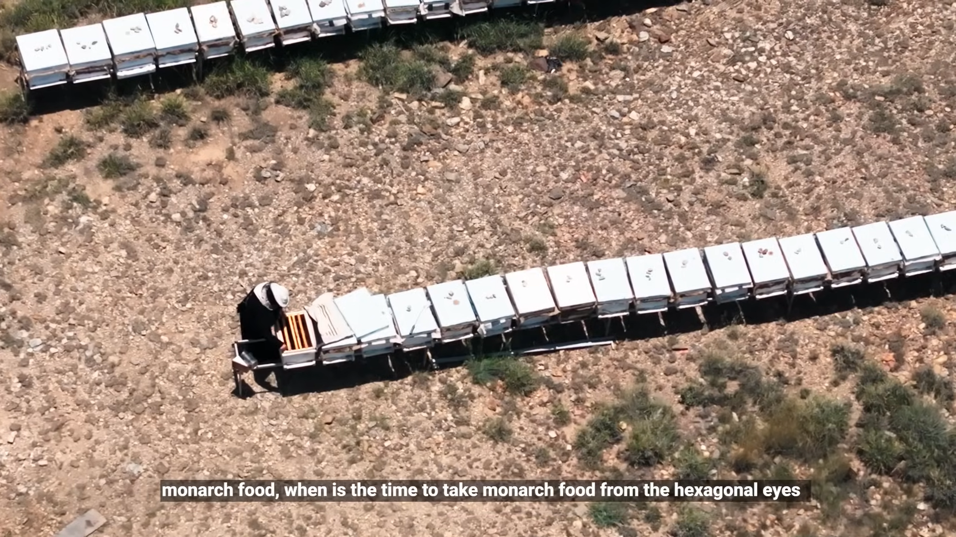 صالحة الألمعي.. صوت عسير الذي حمل خلية النحل من الجبال إلى منصة "بنان" بالرياض