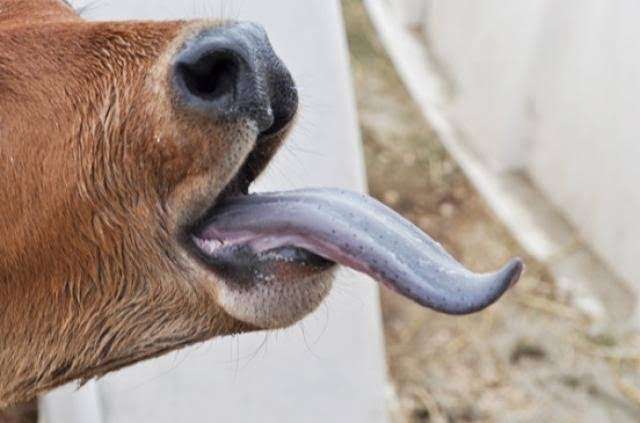 أيرلندا الشمالية تواجه أول تفشٍّ مشتبه به لفيروس اللسان الأزرق.. استنفار بيطري واسع وتحقيقات عاجلة لاحتواء العدوى