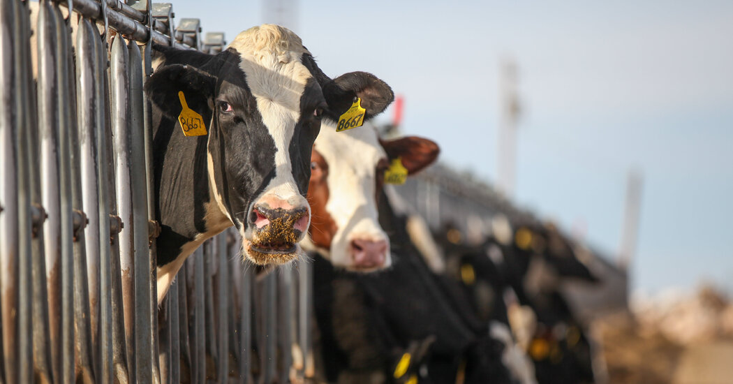 أيرلندا الشمالية تواجه أول تفشٍّ مشتبه به لفيروس اللسان الأزرق.. استنفار بيطري واسع وتحقيقات عاجلة لاحتواء العدوى