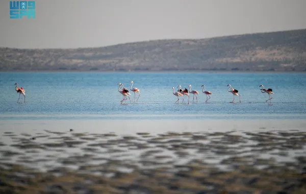 إنجاز بيئي غير مسبوق.. إدراج جزر فرسان ضمن اتفاقية رامسار كأول محمية بحرية سعودية ذات أهمية عالمية