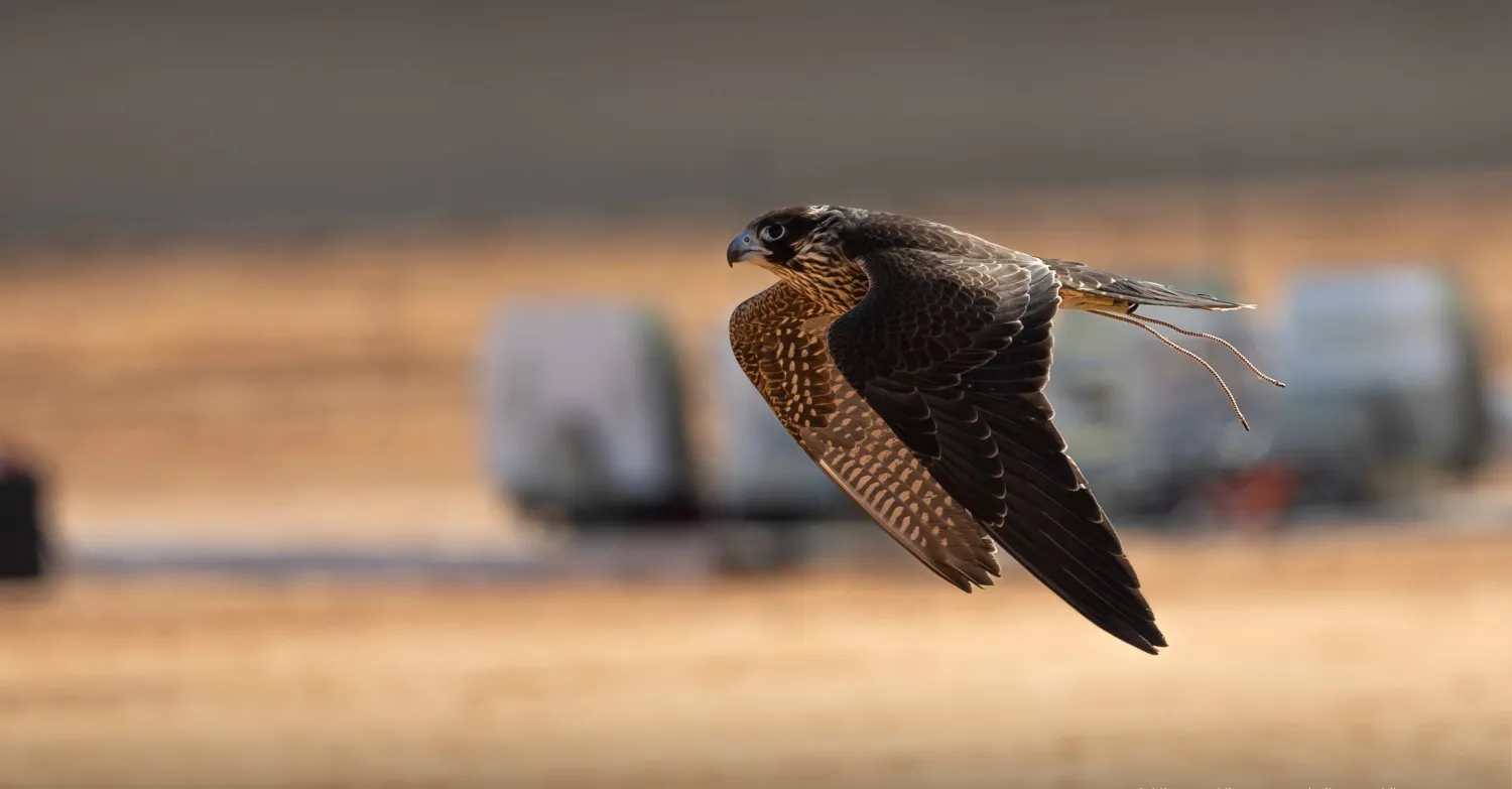 جيل الصقور القادم يدخل المنافسة.. «شوط المدارس» يفتح أبواب مهرجان الملك عبدالعزيز أمام الطلاب