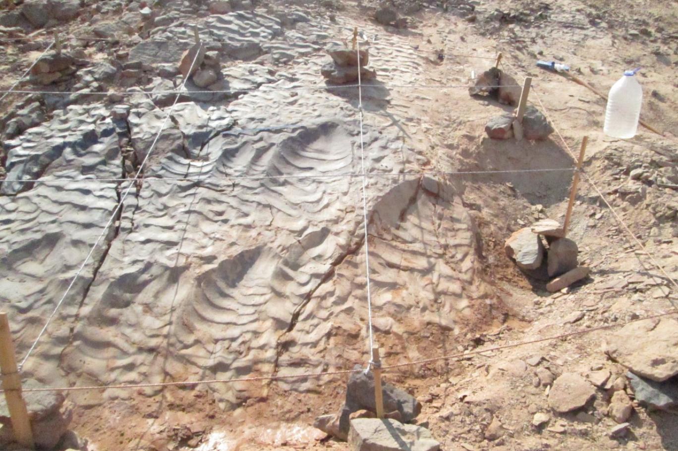 أثار تمشي عبر الزمن… اكتشاف آثار أقدام ديناصورات عمرها 200 مليون عام يفتح نافذة نادرة على ماضي الأرض في الصين