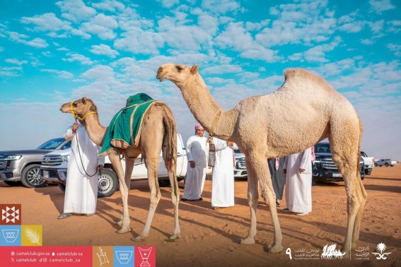 من عين ماء إلى ذاكرة وطن.. وقف الملك عبدالعزيز للعين العزيزية يحكي قصة الوقف والتنمية في جدة