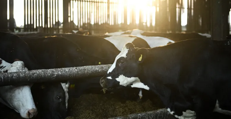 أيرلندا الشمالية تواجه أول تفشٍّ مشتبه به لفيروس اللسان الأزرق.. استنفار بيطري واسع وتحقيقات عاجلة لاحتواء العدوى