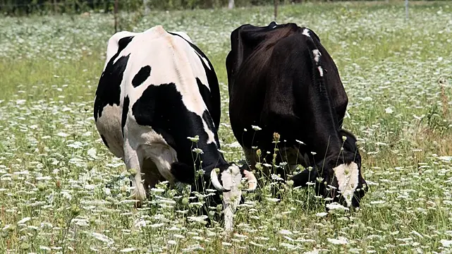 أيرلندا الشمالية تواجه أول تفشٍّ مشتبه به لفيروس اللسان الأزرق.. استنفار بيطري واسع وتحقيقات عاجلة لاحتواء العدوى