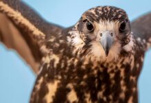 صورة جيل الصقور القادم يدخل المنافسة.. «شوط المدارس» يفتح أبواب مهرجان الملك عبدالعزيز أمام الطلاب