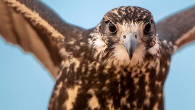 صورة جيل الصقور القادم يدخل المنافسة.. «شوط المدارس» يفتح أبواب مهرجان الملك عبدالعزيز أمام الطلاب