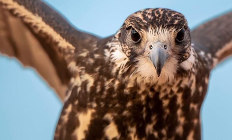 جيل الصقور القادم يدخل المنافسة.. «شوط المدارس» يفتح أبواب مهرجان الملك عبدالعزيز أمام الطلاب