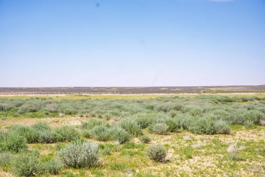 محمية الملك سلمان.. واحة خضراء تعيد رسم مستقبل الطبيعة في قلب الجزيرة العربية