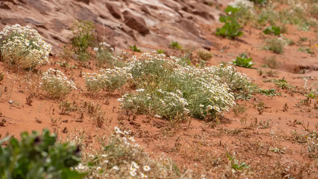 محمية الملك سلمان.. واحة خضراء تعيد رسم مستقبل الطبيعة في قلب الجزيرة العربية