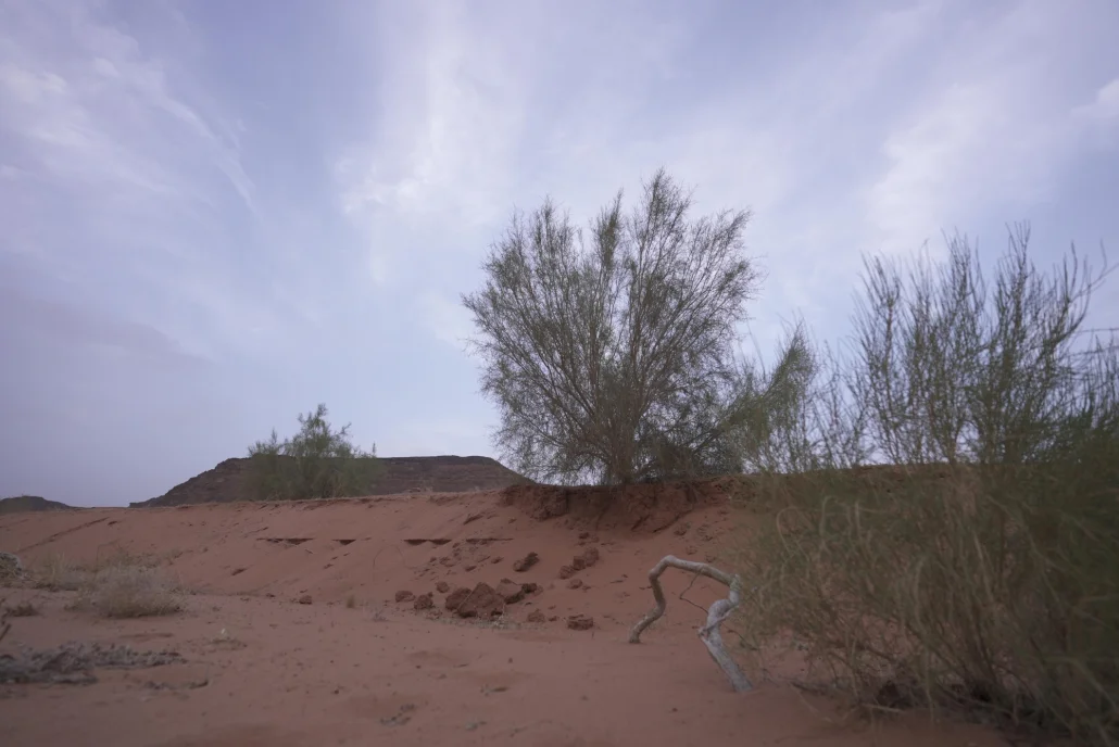 محمية الملك سلمان.. واحة خضراء تعيد رسم مستقبل الطبيعة في قلب الجزيرة العربية