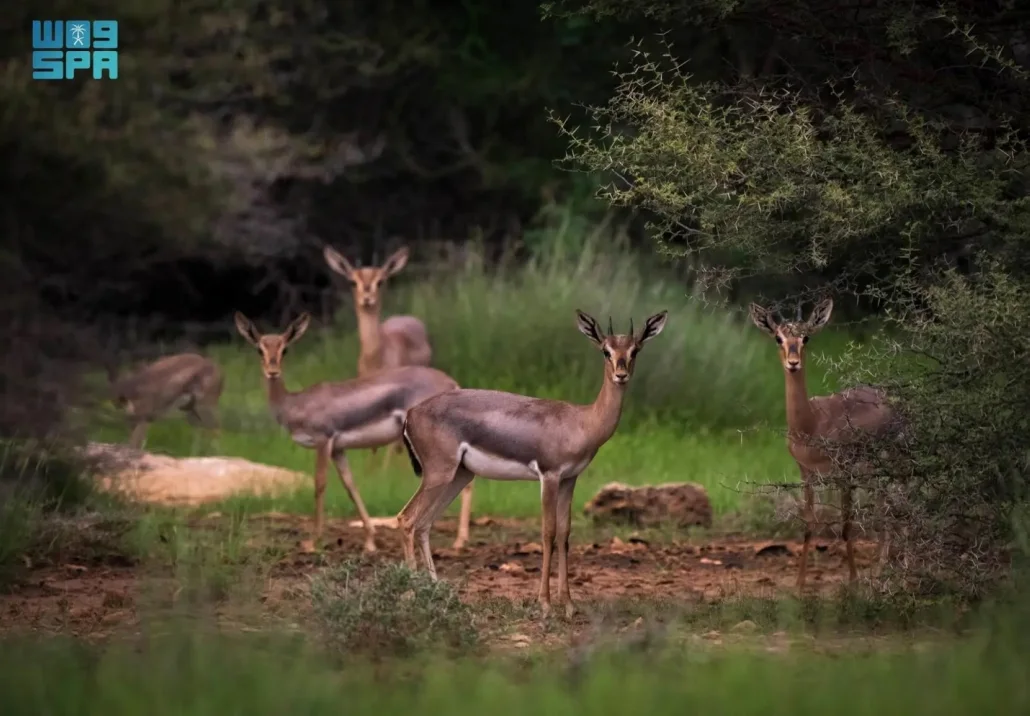 إنجاز بيئي غير مسبوق.. إدراج جزر فرسان ضمن اتفاقية رامسار كأول محمية بحرية سعودية ذات أهمية عالمية