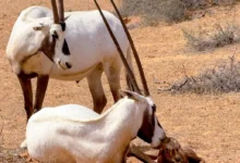 صورة مؤشر بيئي لافت في قلب بريدة.. متنزه القصيم الوطني يشهد ولادة المها العربي للعام الثالث تواليًا