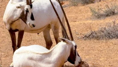 صورة مؤشر بيئي لافت في قلب بريدة.. متنزه القصيم الوطني يشهد ولادة المها العربي للعام الثالث تواليًا