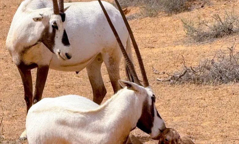 مؤشر بيئي لافت في قلب بريدة.. متنزه القصيم الوطني يشهد ولادة المها العربي للعام الثالث تواليًا