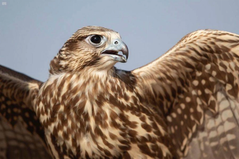 جيل الصقور القادم يدخل المنافسة.. «شوط المدارس» يفتح أبواب مهرجان الملك عبدالعزيز أمام الطلاب