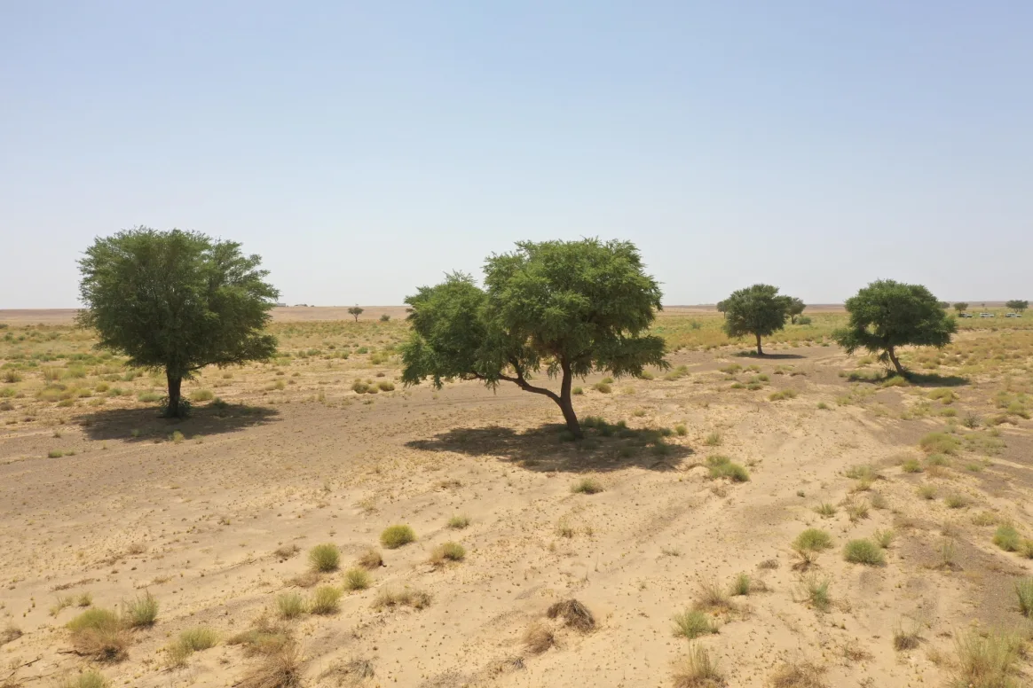 محمية الملك سلمان.. واحة خضراء تعيد رسم مستقبل الطبيعة في قلب الجزيرة العربية