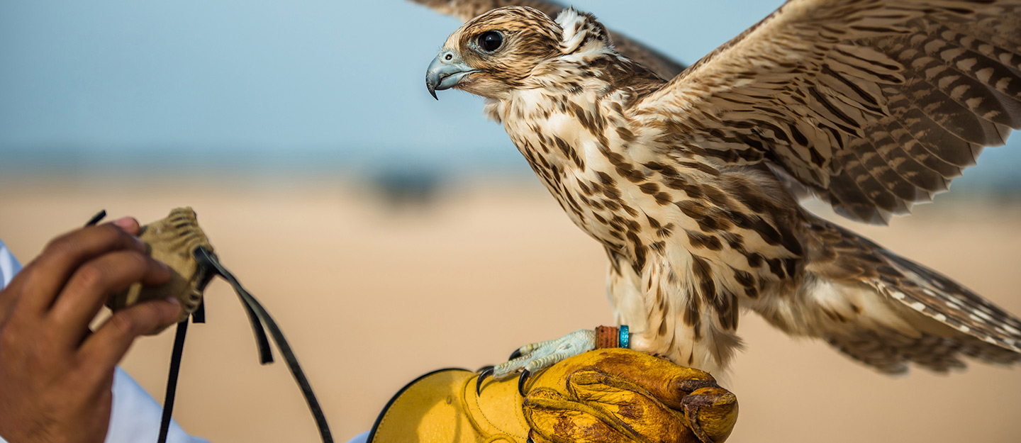 جيل الصقور القادم يدخل المنافسة.. «شوط المدارس» يفتح أبواب مهرجان الملك عبدالعزيز أمام الطلاب