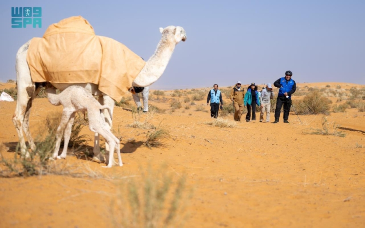 إحياء درب زبيدة بروح عالمية.. «دروب القوافل» تعيد المسار التاريخي إلى الواجهة