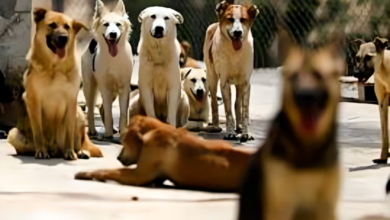 صورة عباد الكلاب