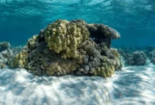 صورة السعودية تقود الحراك البيئي العالمي.. أول قمة دولية للشعاب المرجانية تنطلق في 2026 بدعم دافوس