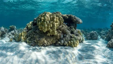 صورة السعودية تقود الحراك البيئي العالمي.. أول قمة دولية للشعاب المرجانية تنطلق في 2026 بدعم دافوس