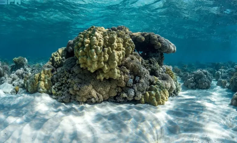 السعودية تقود الحراك البيئي العالمي.. أول قمة دولية للشعاب المرجانية تنطلق في 2026 بدعم دافوس