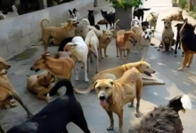 صورة عمر غازي يحذر من ظاهرة “عباد الكلاب”