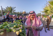 صورة حائل تدشّن أول إنتاج للفراولة البيضاء وتضع السعودية ثالثًا عالميًا