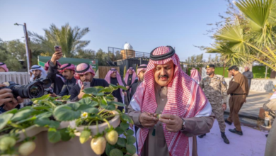 صورة حائل تدشّن أول إنتاج للفراولة البيضاء وتضع السعودية ثالثًا عالميًا