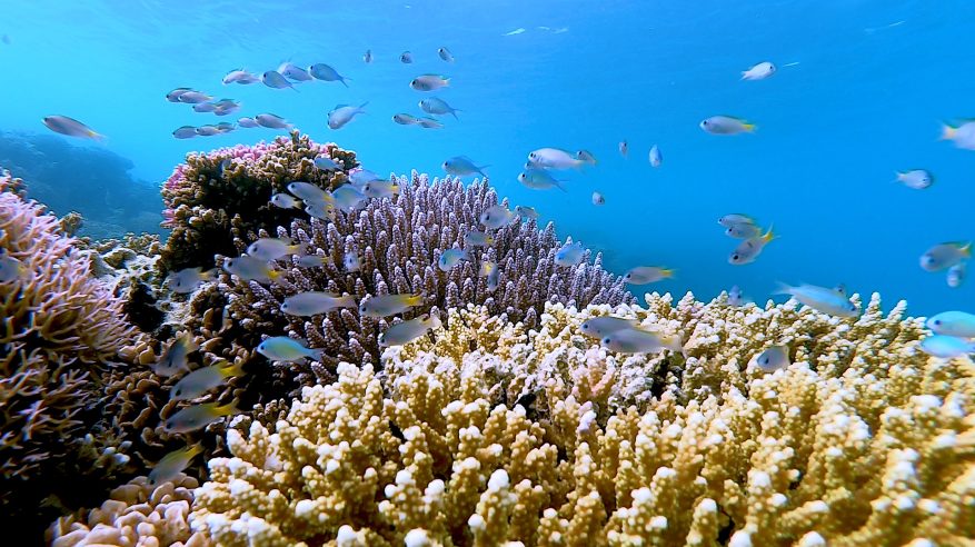 السعودية تقود الحراك البيئي العالمي.. أول قمة دولية للشعاب المرجانية تنطلق في 2026 بدعم دافوس