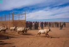 صورة إطلاق واسع يعيد الروح للبرية السعودية ويقود عودة الأنواع المهددة