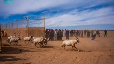 صورة إطلاق واسع يعيد الروح للبرية السعودية ويقود عودة الأنواع المهددة