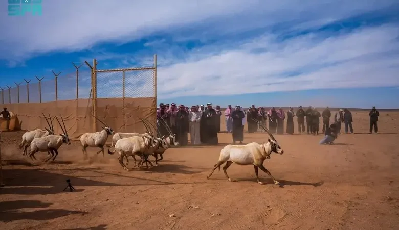 إطلاق واسع يعيد الروح للبرية السعودية ويقود عودة الأنواع المهددة