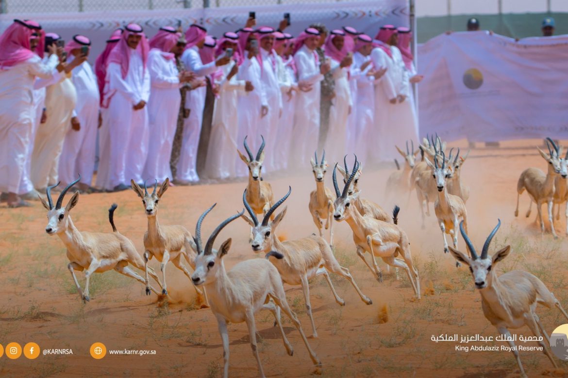 إطلاق 35 كائنًا فطريًا في محمية الملك عبدالعزيز يعزز استعادة التوازن البيئي