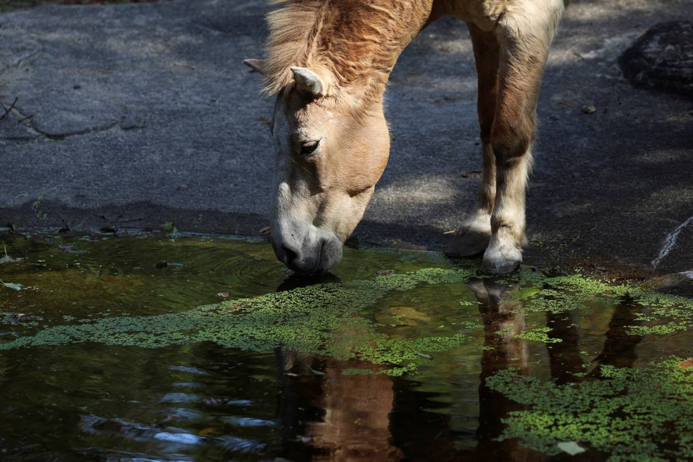 في عام الحصان.. حديقة حيوانات تايوان تجذب الأضواء بخيول مهددة بالانقراض