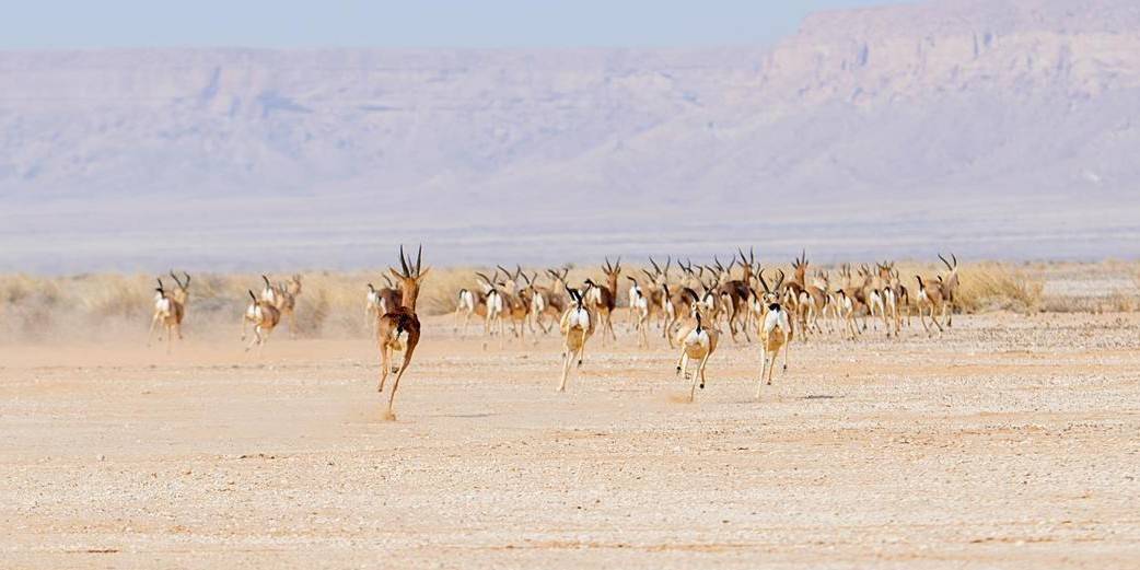إطلاق واسع يعيد الروح للبرية السعودية ويقود عودة الأنواع المهددة