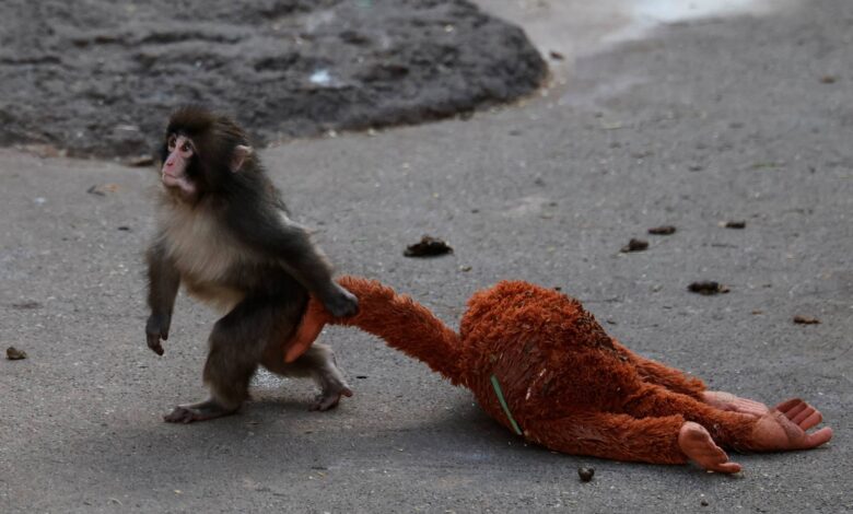 قرد يتيم يتحول إلى نجم عالمي.. كيف أسرت قصة بانش قلوب الملايين؟