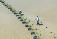 صورة المانغروف الحمراء تعود للحياة.. إنجاز بيئي سعودي غير مسبوق على سواحل البحر الأحمر