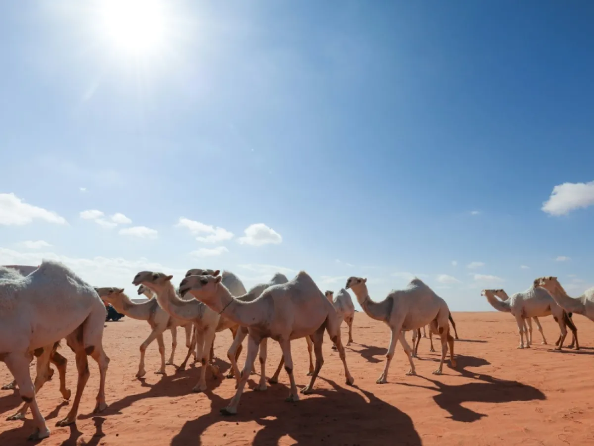 جواز سفر للإبل.. خطوة سعودية تنظّم القطاع وترفع قيمته عالميًا