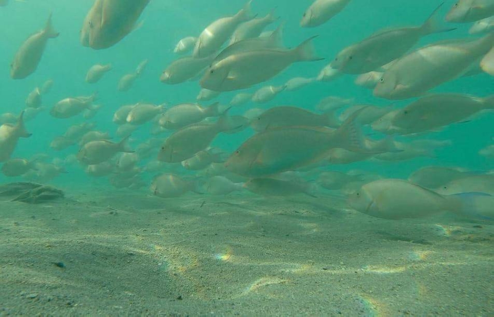 هجرة الحريد إلى فرسان… ظاهرة بحرية سنوية تصنع مشهدًا بيئيًا نادرًا في السعودية