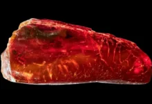 صورة كنز في قطرة كهرمان.. نملة عمرها 40 مليون سنة تعيد رسم ملامح عالم منقرض