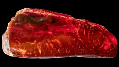 صورة كنز في قطرة كهرمان.. نملة عمرها 40 مليون سنة تعيد رسم ملامح عالم منقرض