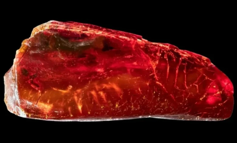 كنز في قطرة كهرمان.. نملة عمرها 40 مليون سنة تعيد رسم ملامح عالم منقرض