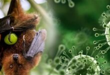 صورة حظر سعودي عاجل على واردات زراعية من الهند بسبب فيروس نيباه القاتل