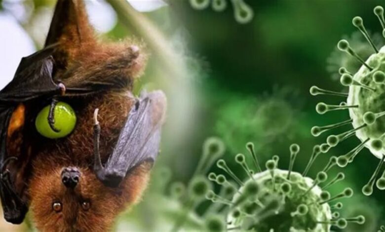 حظر سعودي عاجل على واردات زراعية من الهند بسبب فيروس نيباه القاتل