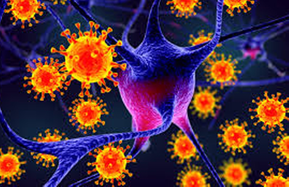 حظر سعودي عاجل على واردات زراعية من الهند بسبب فيروس نيباه القاتل