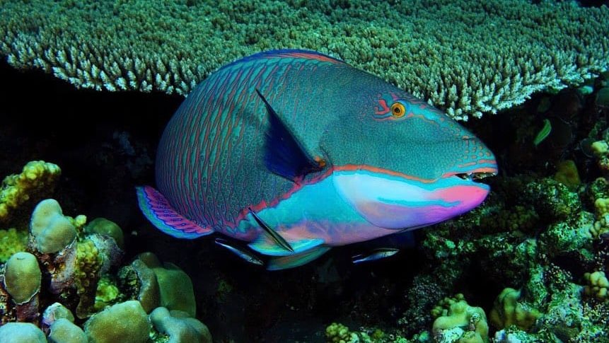 الحريد يعود إلى فرسان.. سمك الببغاء يكتب قصة تكاثر سنوية تحميه وتُنعش البحر الأحمر